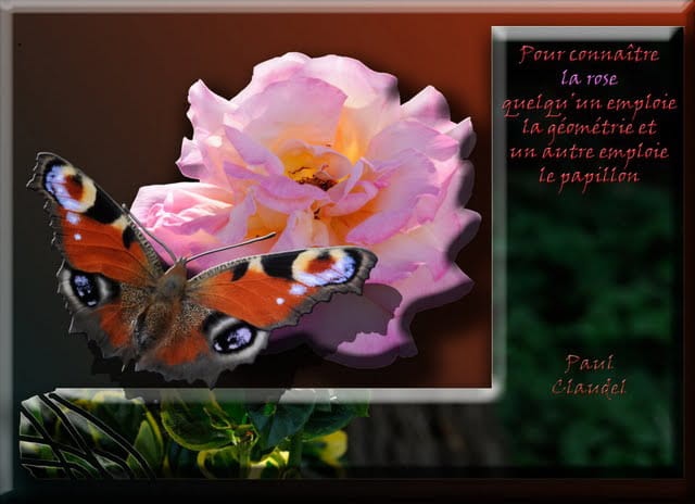 La rose et le papillon
