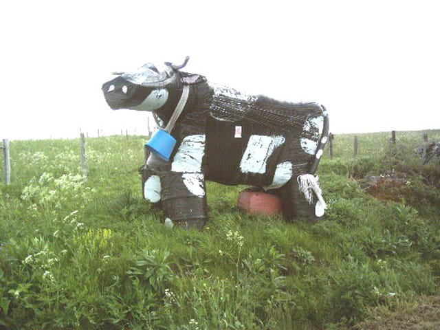 La vache saint nectaire
