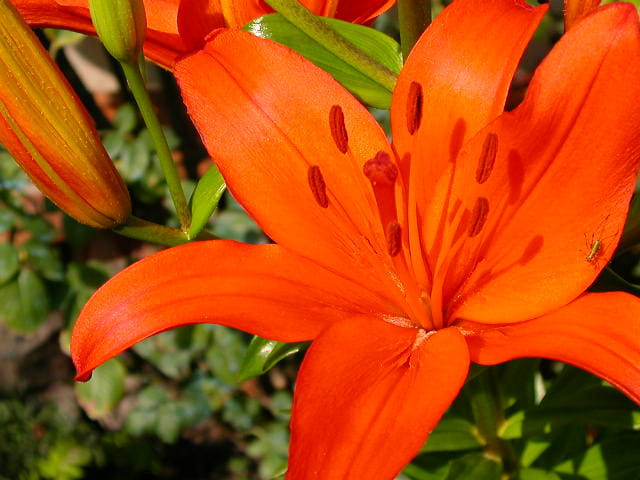La vie en orange