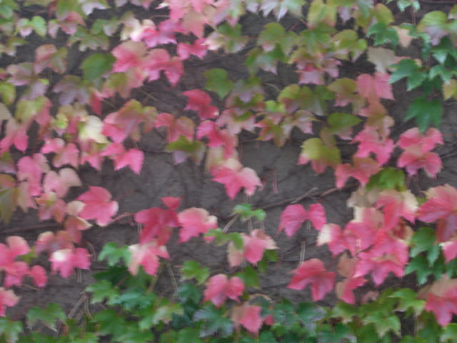La vigne vierge rougit comme une midinette avec l'automne