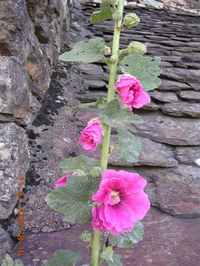 Lauzes et roses trémières