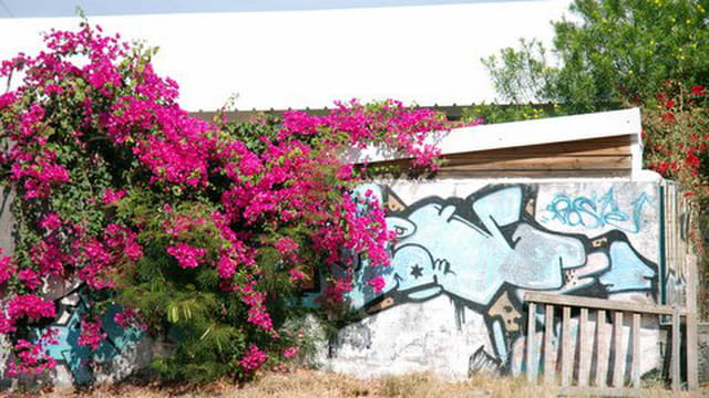 le bougainvillier et le tag