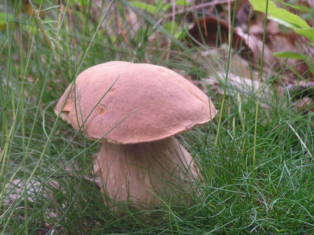 Cèpe d'été