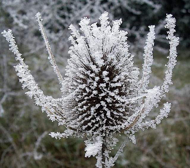 Le chardon et son habit d'hiver