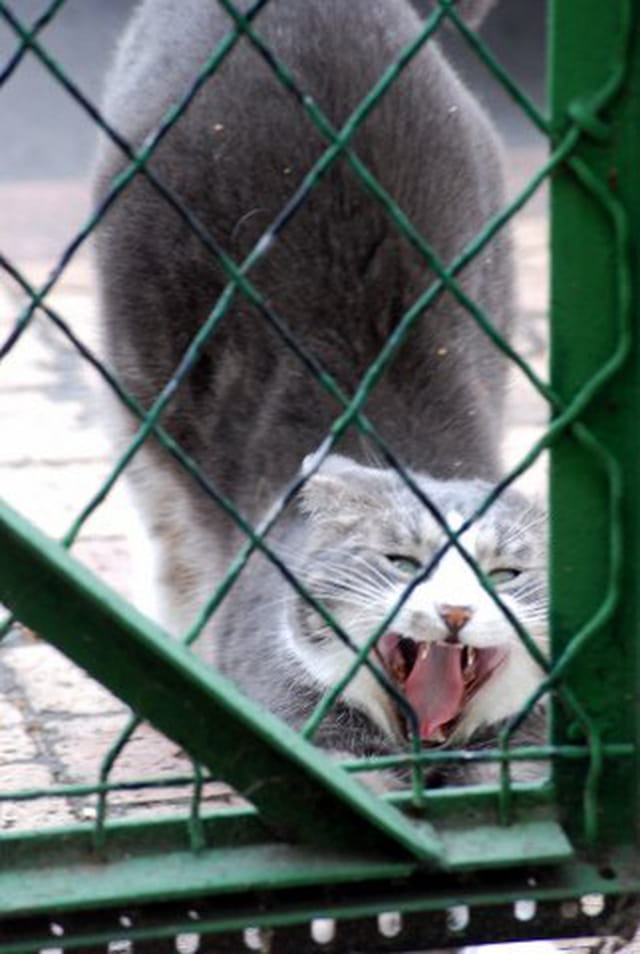 le chat derrière le portail