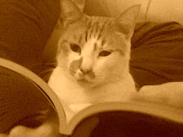 Le chats savants