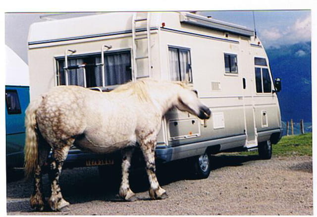 Le cheval qui se gratte