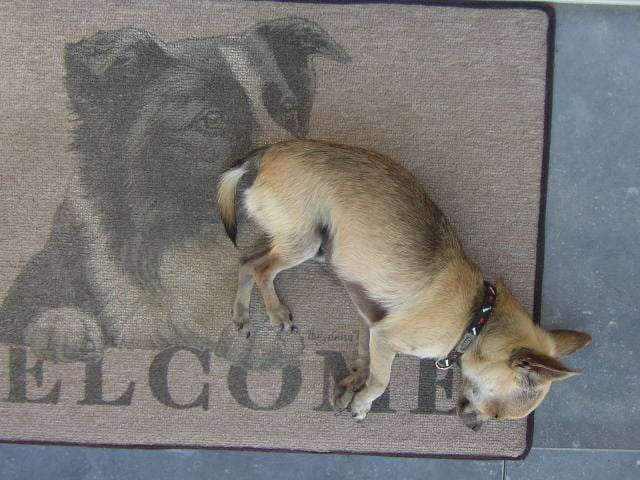 Le Chihuahua