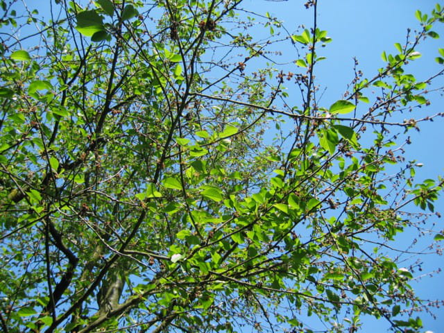 Le ciel derrière les branches