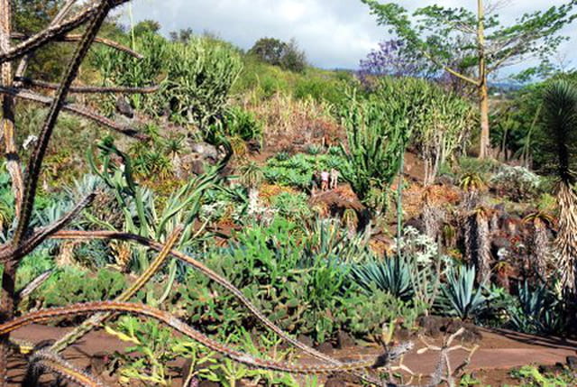 le conservatoire national botanique de Mascarin