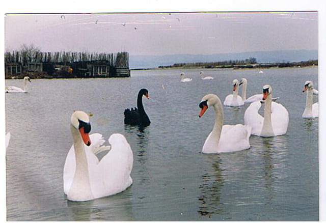Le cygne noir sauvage