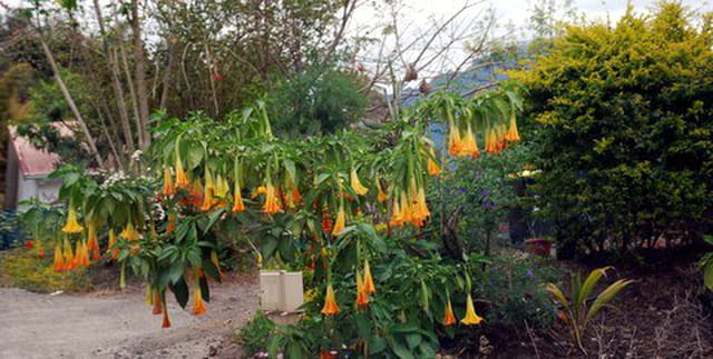 le datura ou Trompette du Jugement dernier