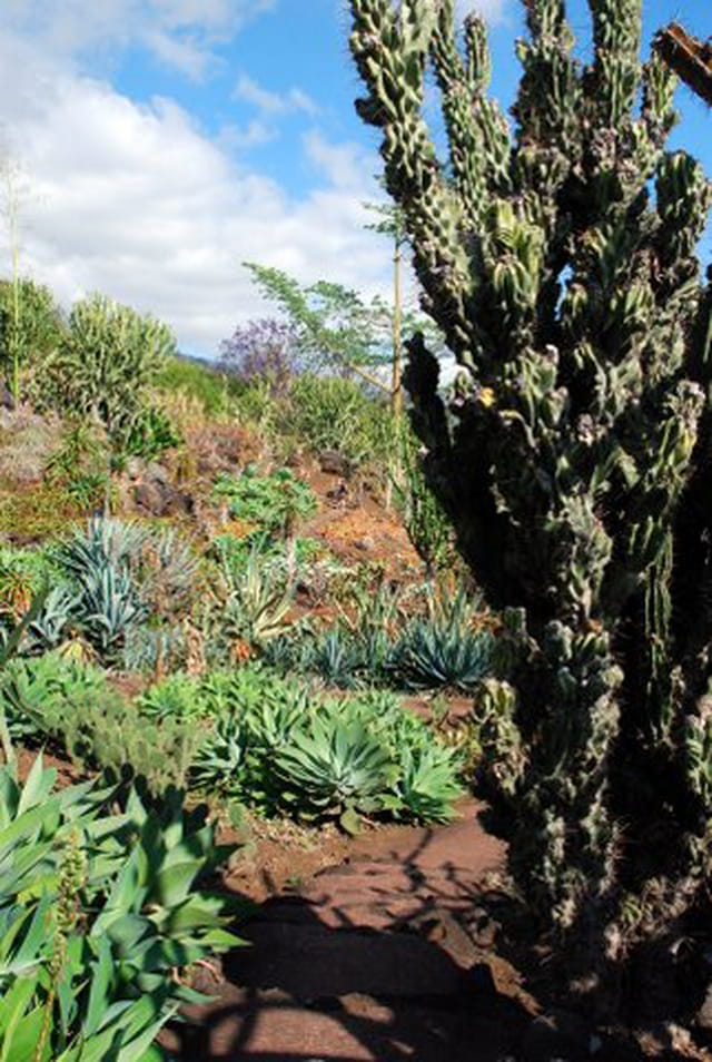 le jardin de plantes grasses