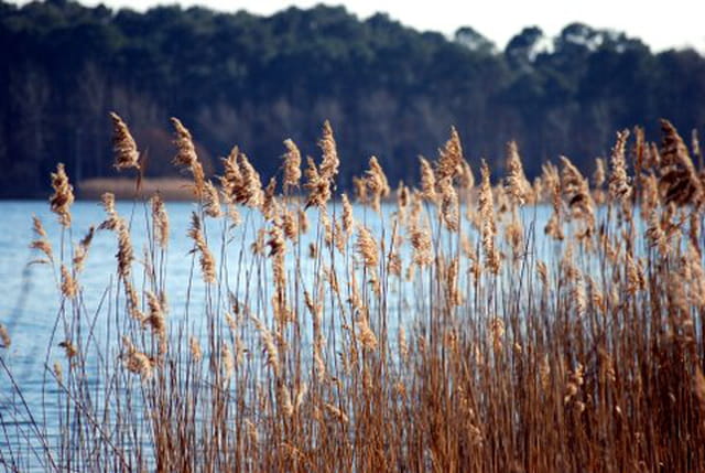le lac sauvage