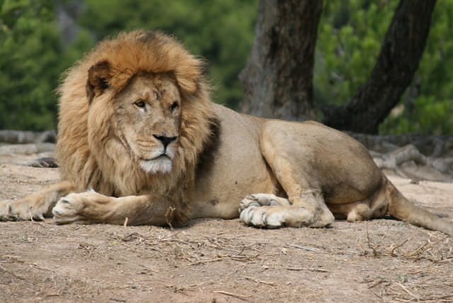 Le lion