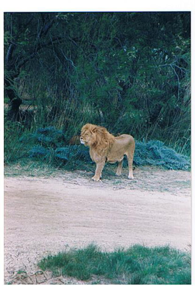 Le lion