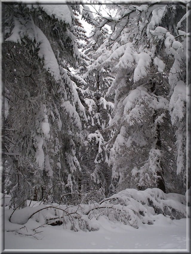 Le manteau de neige