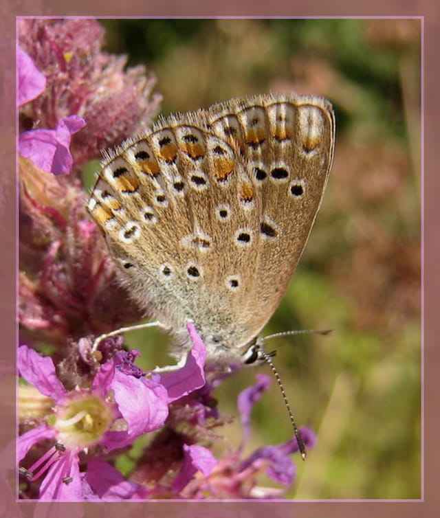 Le papillon ..