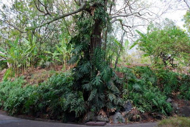 le philodendron