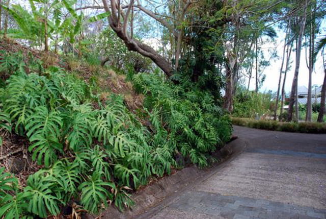le philodendron