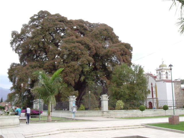 Le plus vieille arbre du monde ?