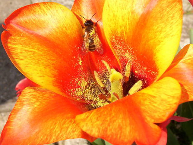 Le printemps