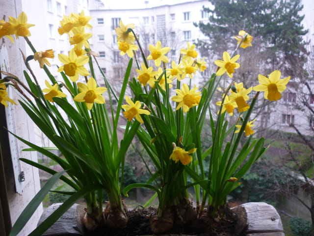 Le printemps arrive