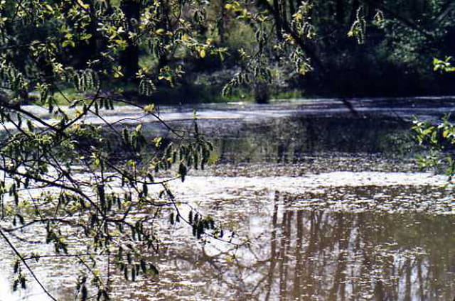 Le printemps sur le lac