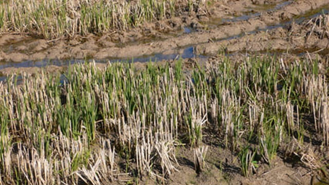 Le riz est coupé