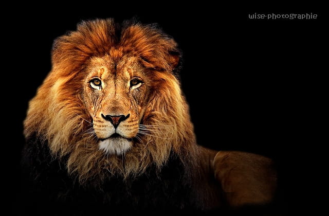 le roi lion