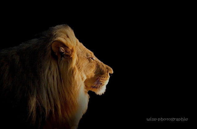 le roi lion II