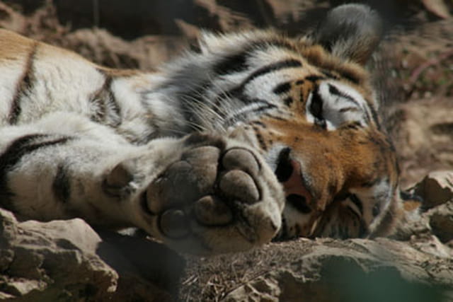 Le sommeil du tigre