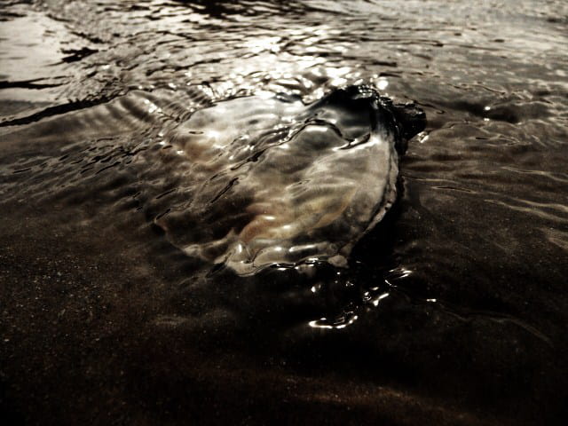 " Le temps, ce coquillage au bruit de mer latent. " ( Suzanne Charoux-Mamet )