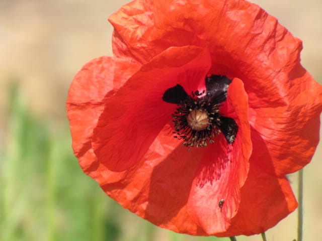 Le temps des coquelicots