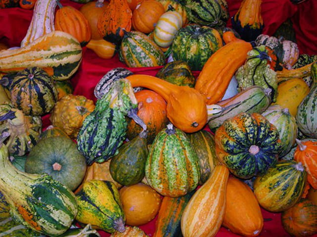 Legumes de saisons