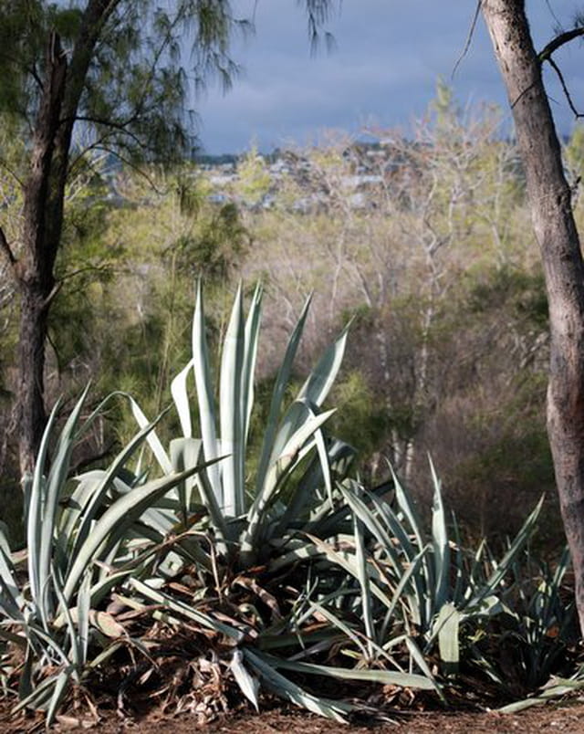 les agaves du bord de la route