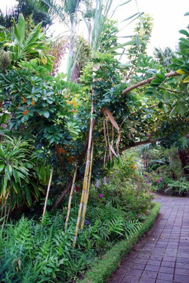 les allées du conservatoire botanique de Mascarin