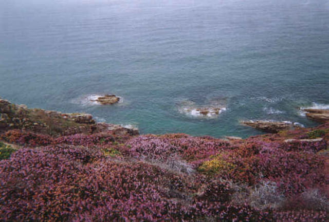 Les callunes Roses