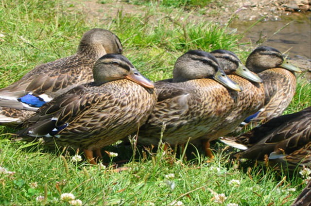 Les canards des Alpes d'Huez