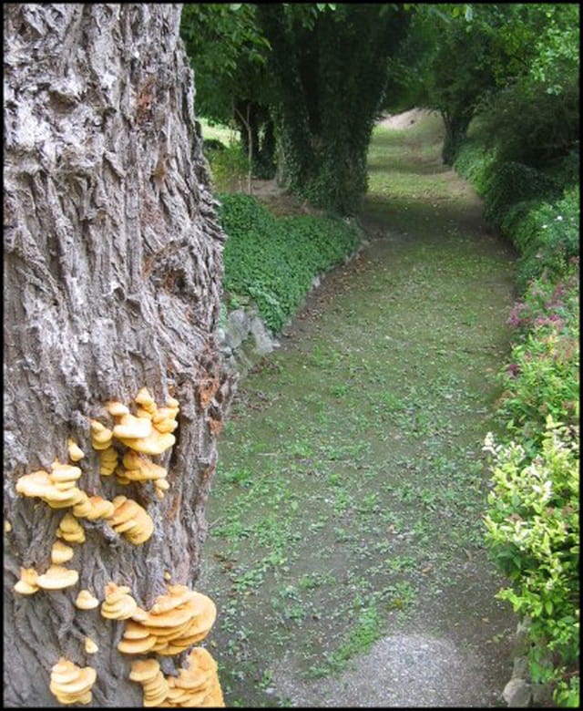 Les champignons sur l'arbre