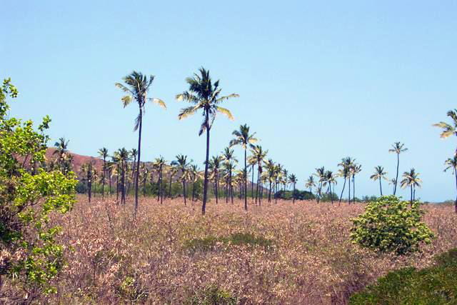 les cocotiers du bout du monde nouvelle Calédonie