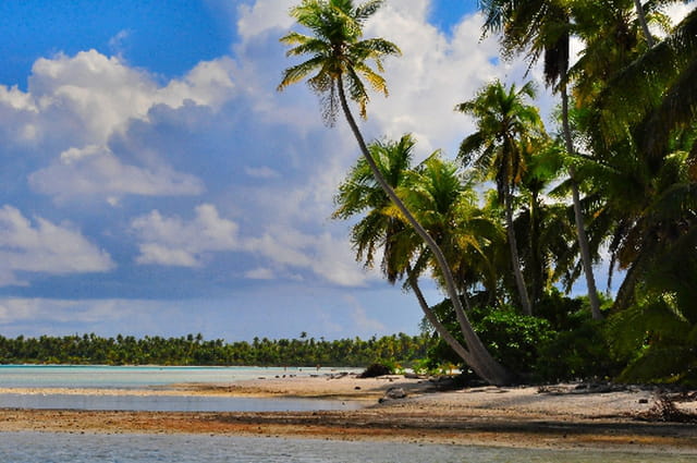 Les cocotiers du Lagon bleu