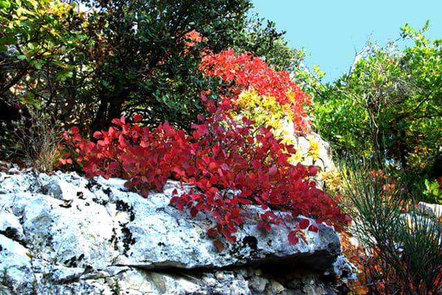 Les couleurs de l'automne