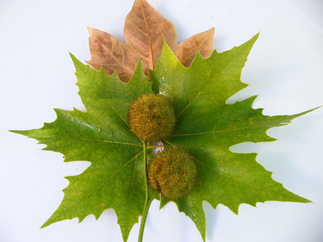 Les feuilles de platanes et ses bogues