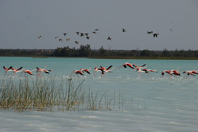 Les flamants roses du lac Tsimanampetsotsa