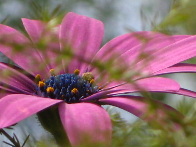 Les fleurs au printemps