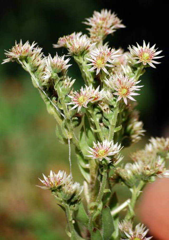 les fleurs de l'écheveria derenbergii