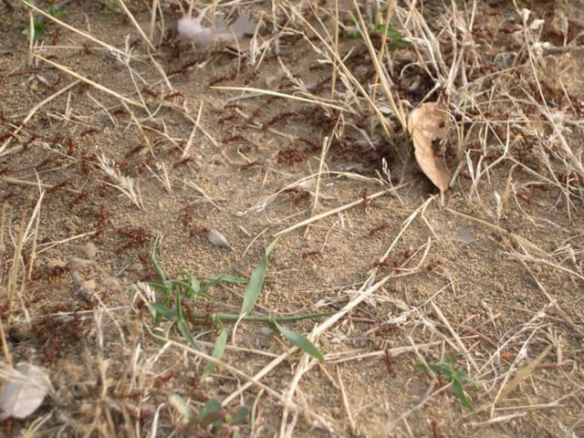 Les fourmis rouges attaquent