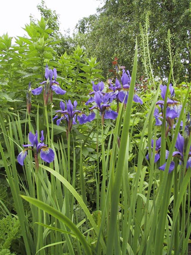 Les iris