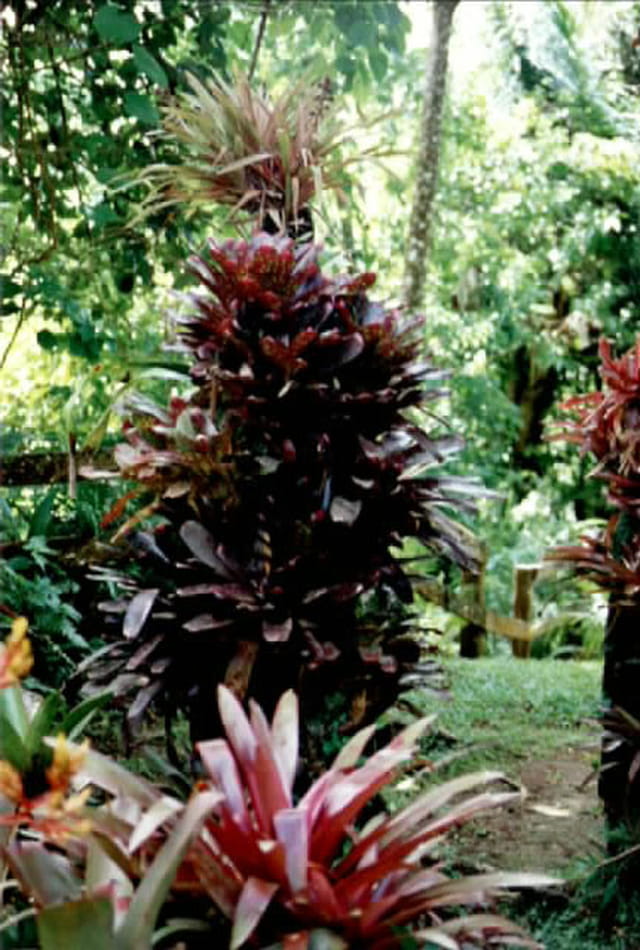 Les jardins de Balata